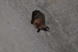 Image of Brown long-eared bat