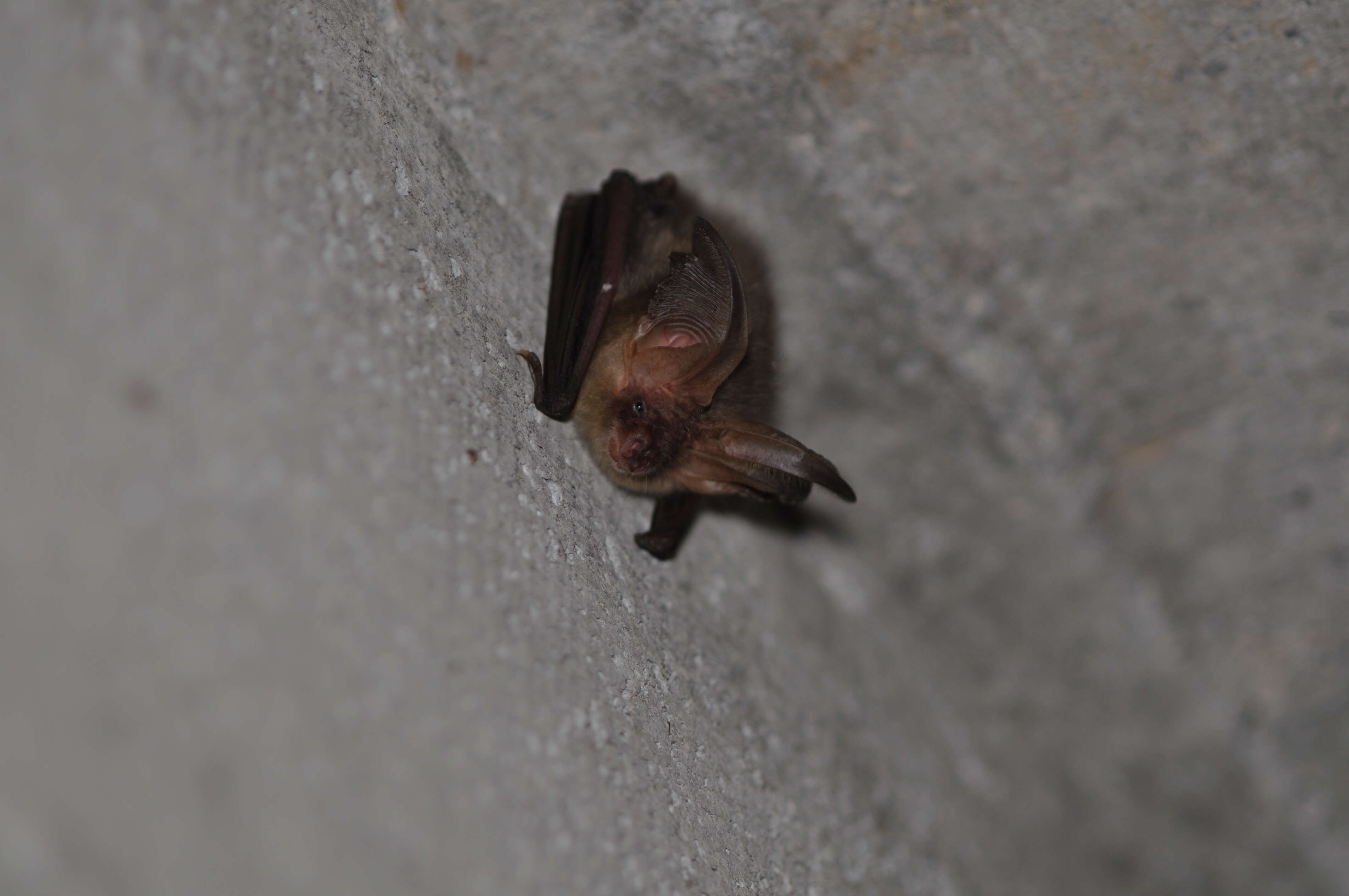 Image of Brown long-eared bat