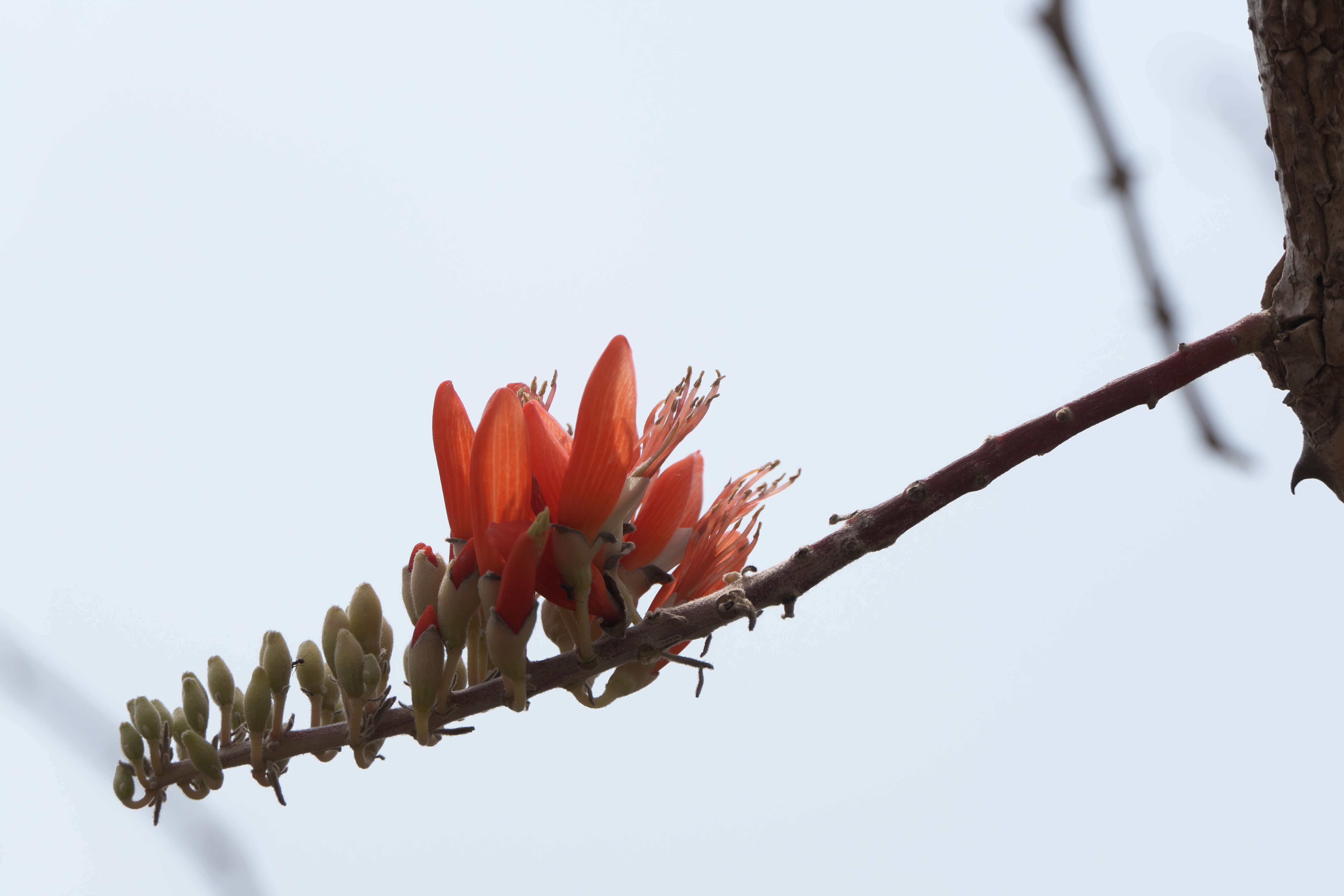 Image of Erythrina suberosa Roxb.