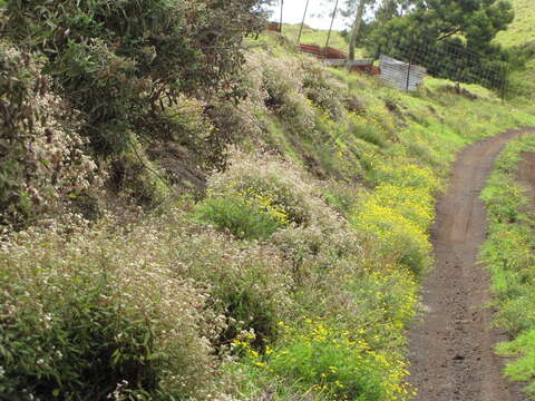 Image of spreading snakeroot