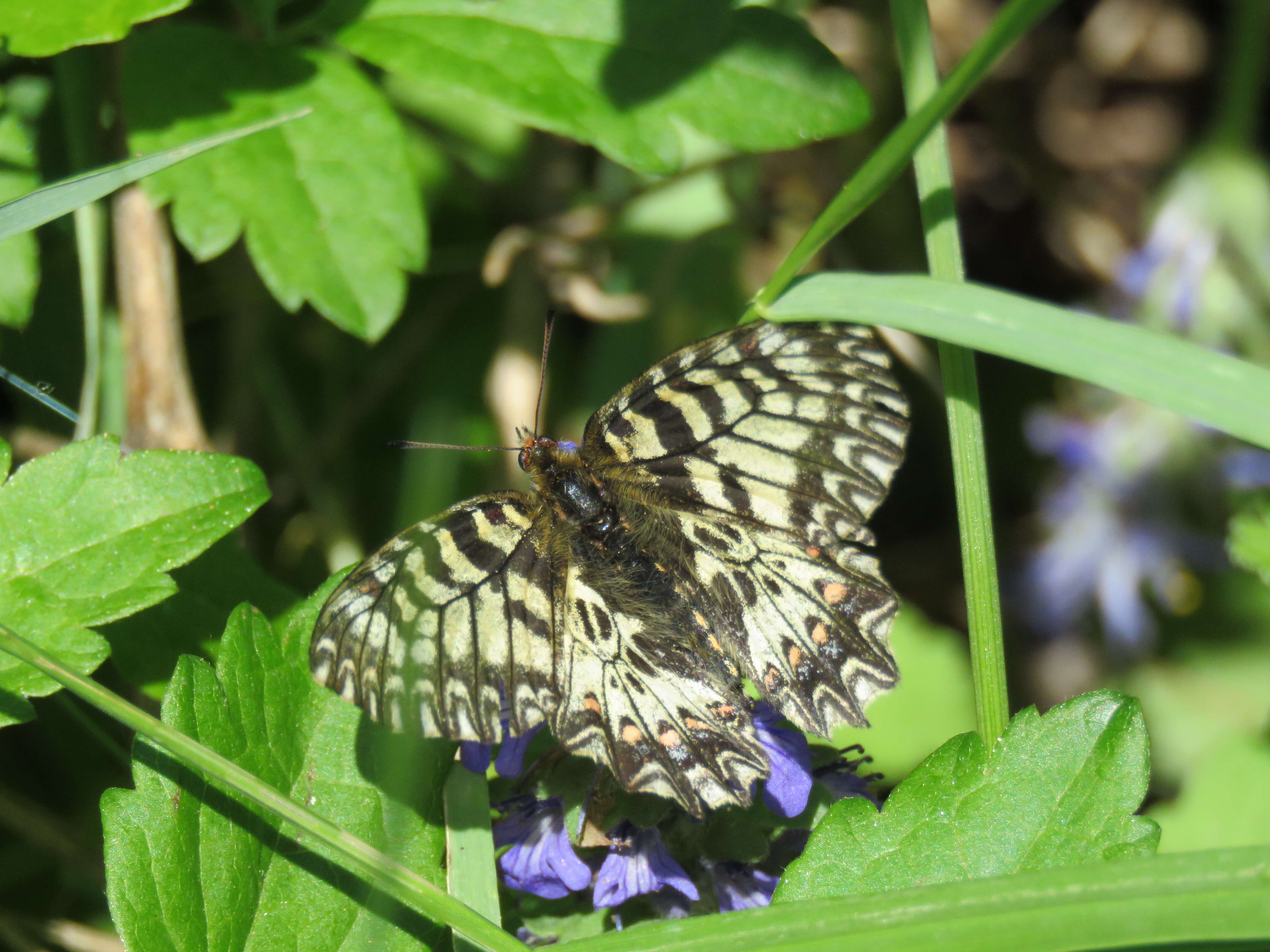 Image of Zerynthia polyxena