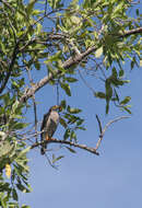 Image of Grey-lined Hawk