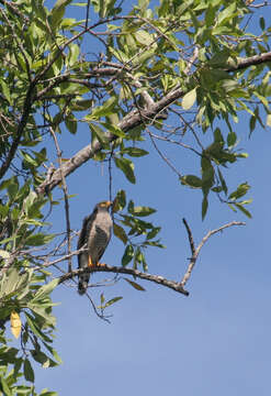 Image of Grey-lined Hawk