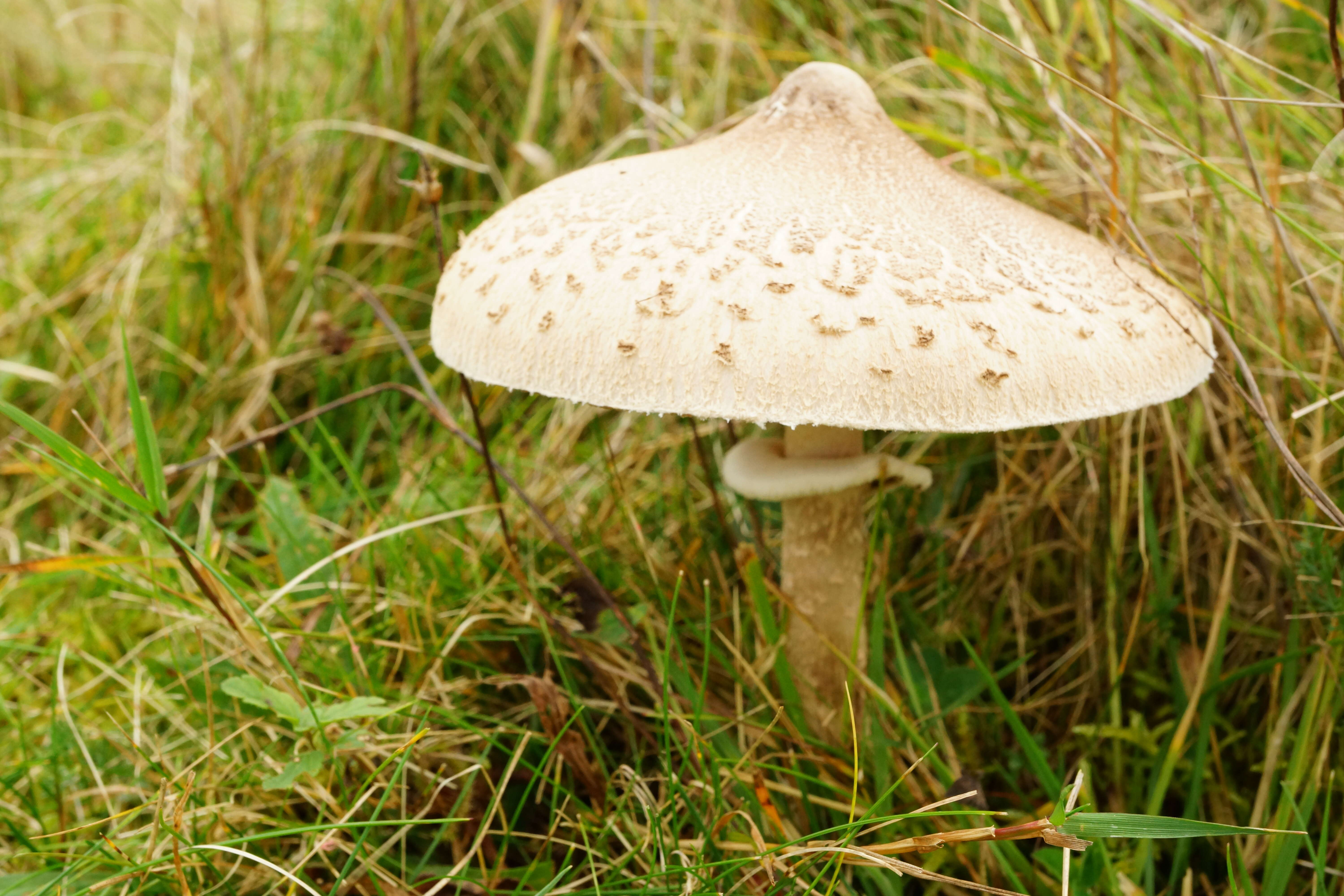 Image of Macrolepiota procera (Scop.) Singer 1948