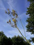 Image of marsh sow-thistle