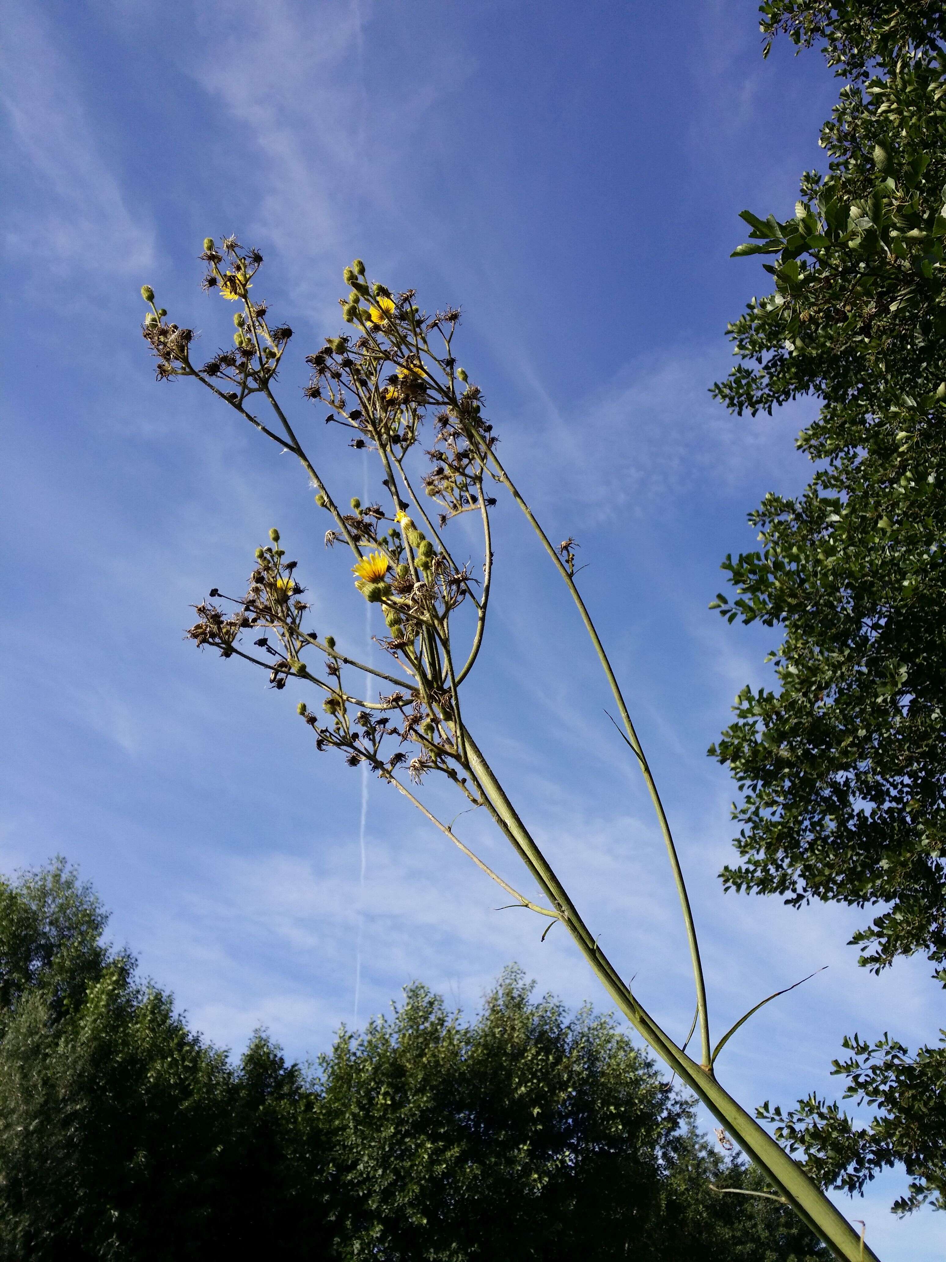 Image de laiteron des marais