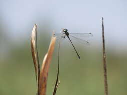 Image of Eastern Willow Spreadwing