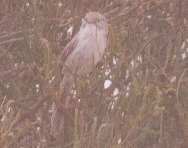 Image of Eyrean Grasswren