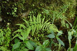 Imagem de Pteris tripartita Sw.