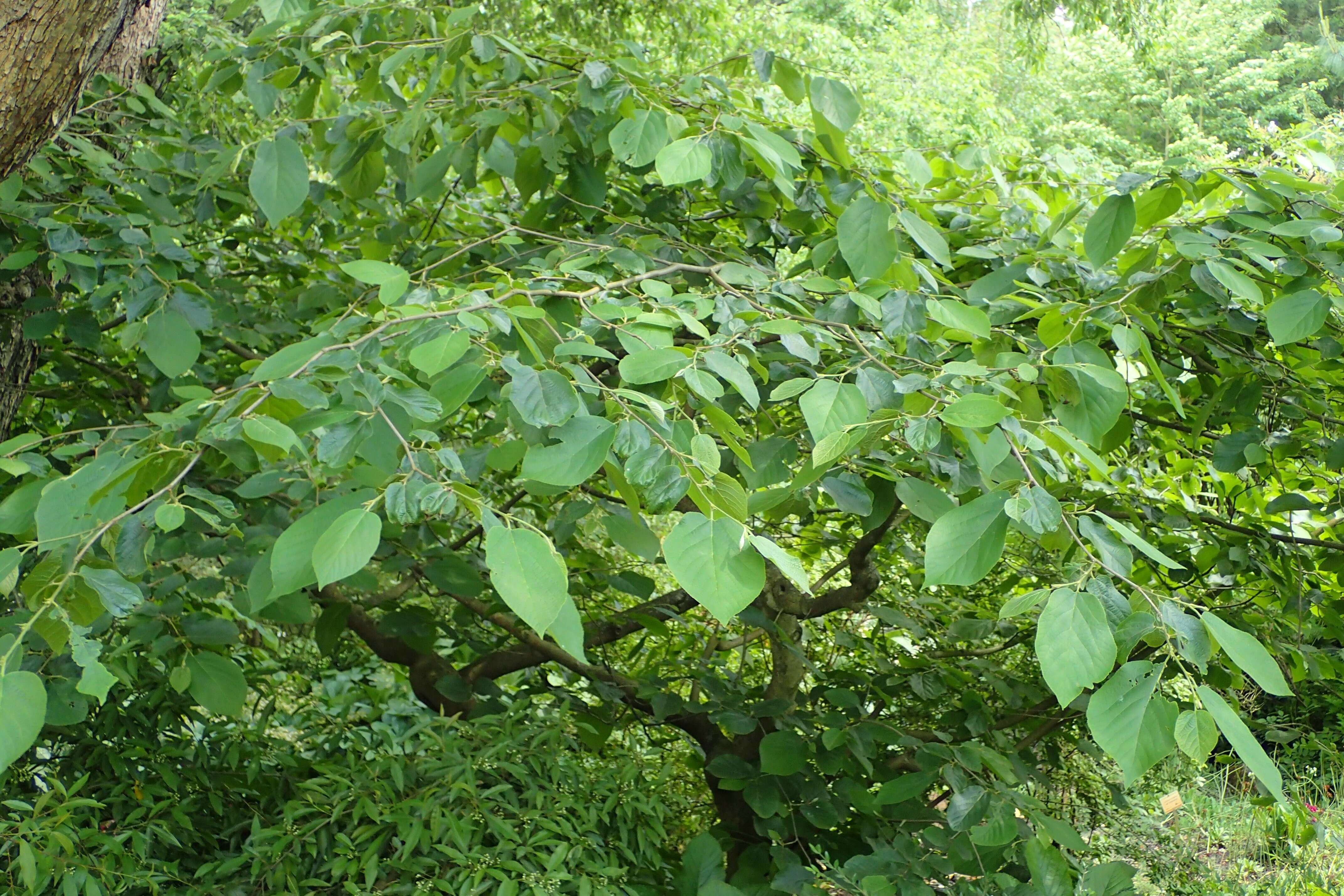 Plancia ëd Sinowilsonia henryi Hemsl.