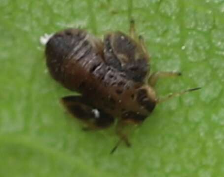 Image of jumping plant louse