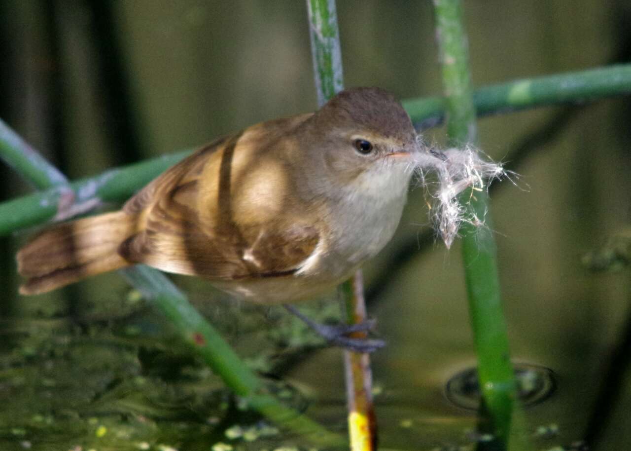 Image of Australian Reed Warbler