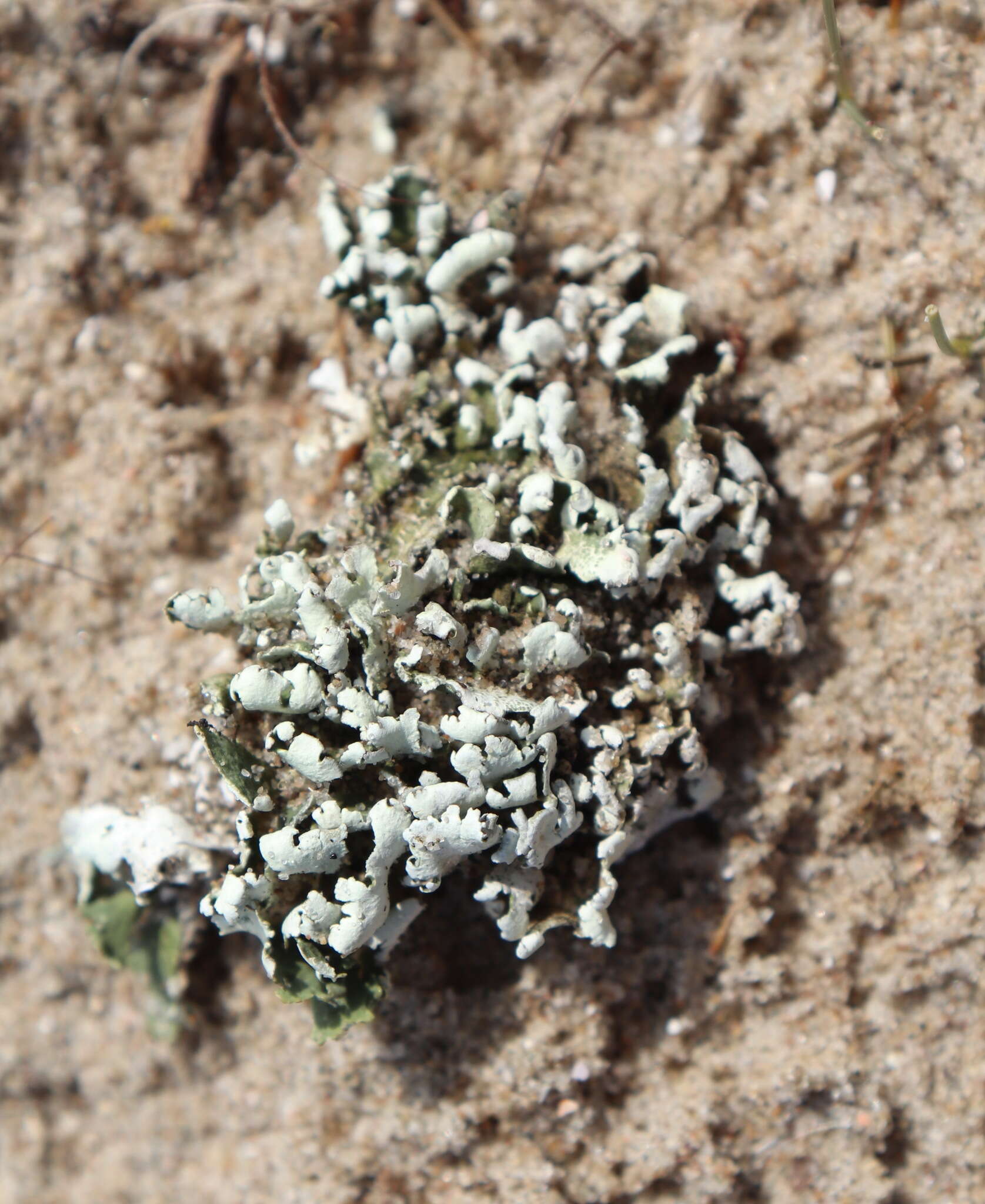 Image of Cladonia foliacea (Huds.) Willd.