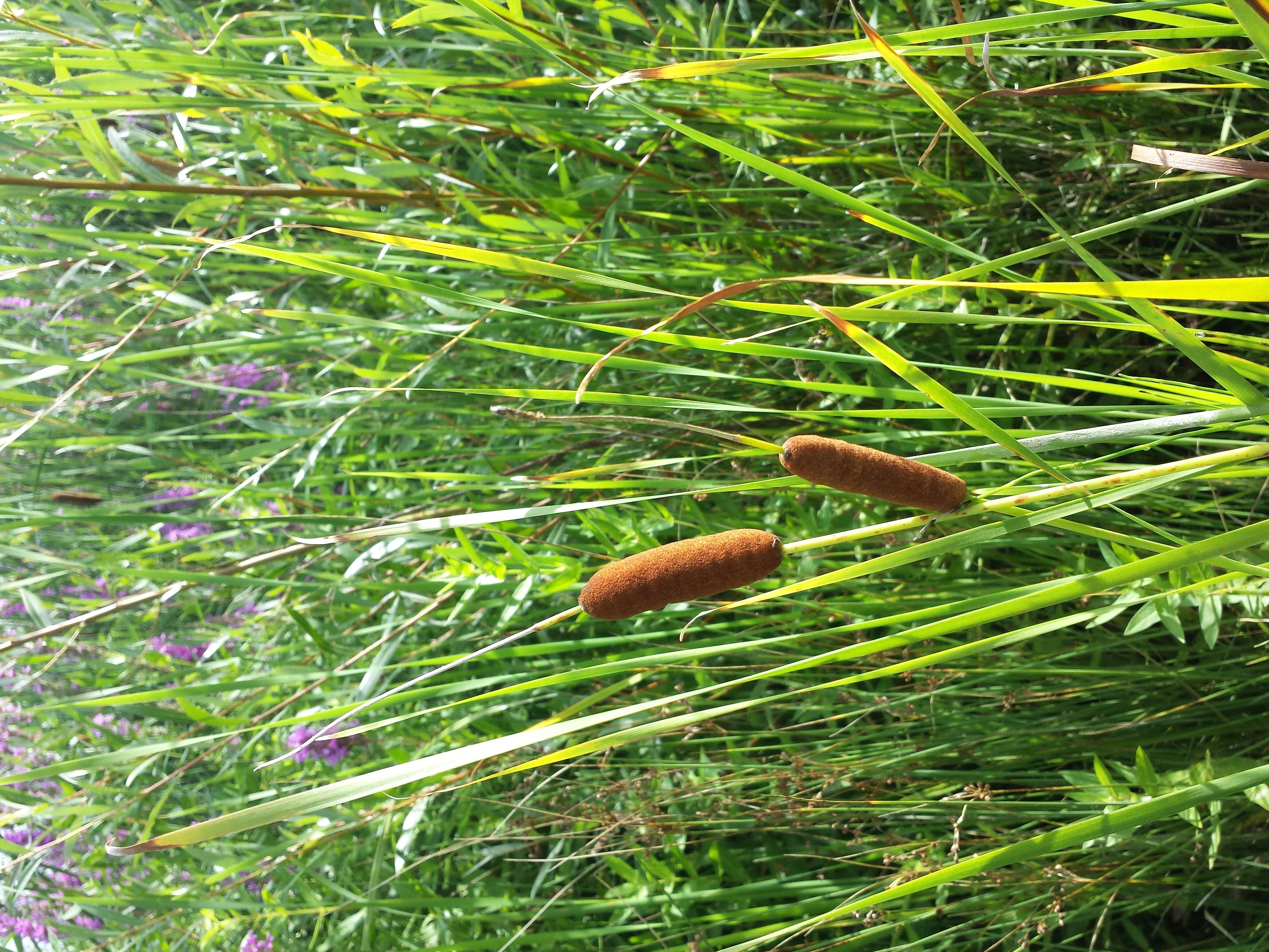 Image of graceful cattail