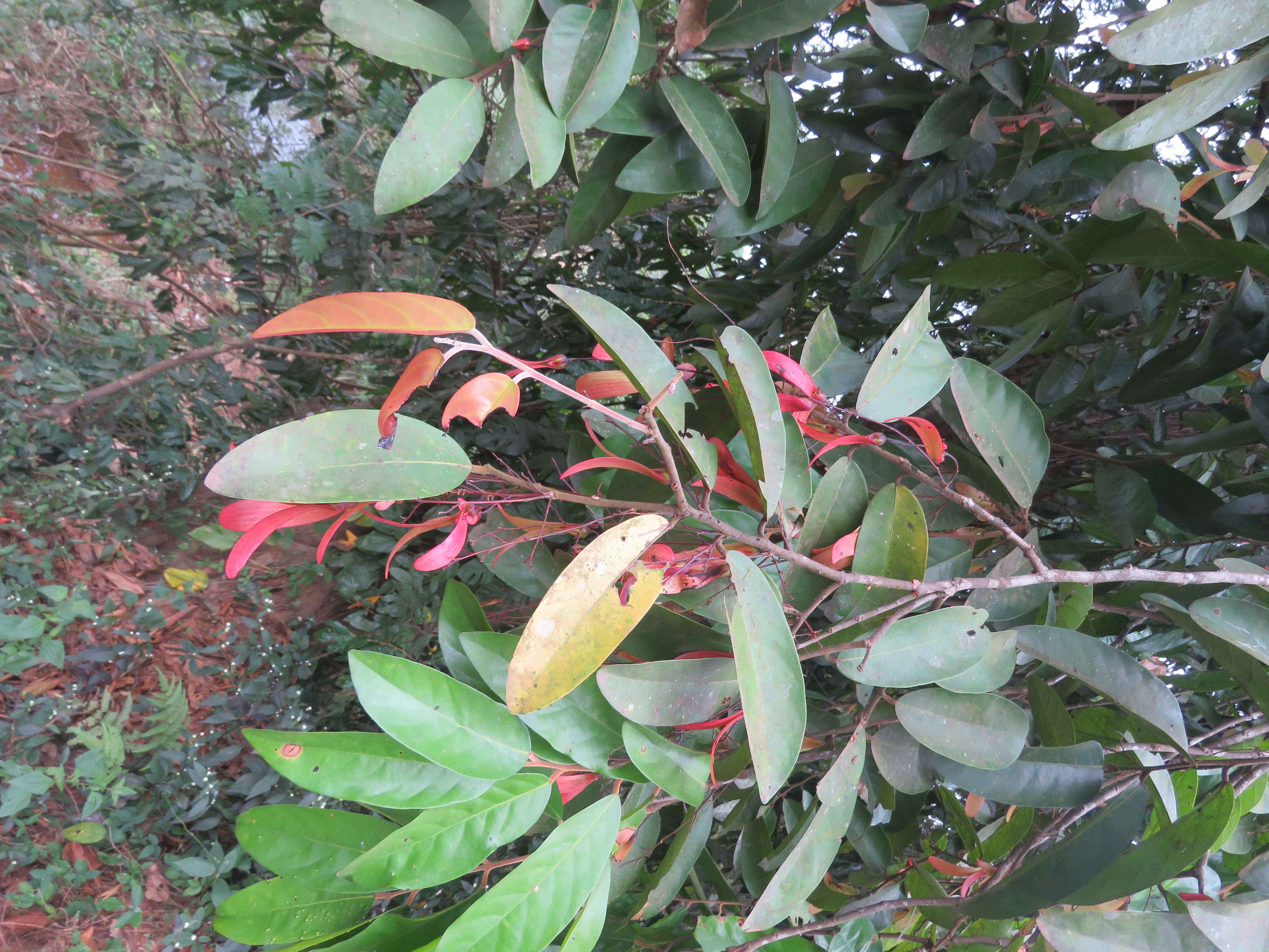 Image of Hopea ponga (Dennst.) D. J. Mabberley