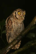 Image of Tropical Screech Owl