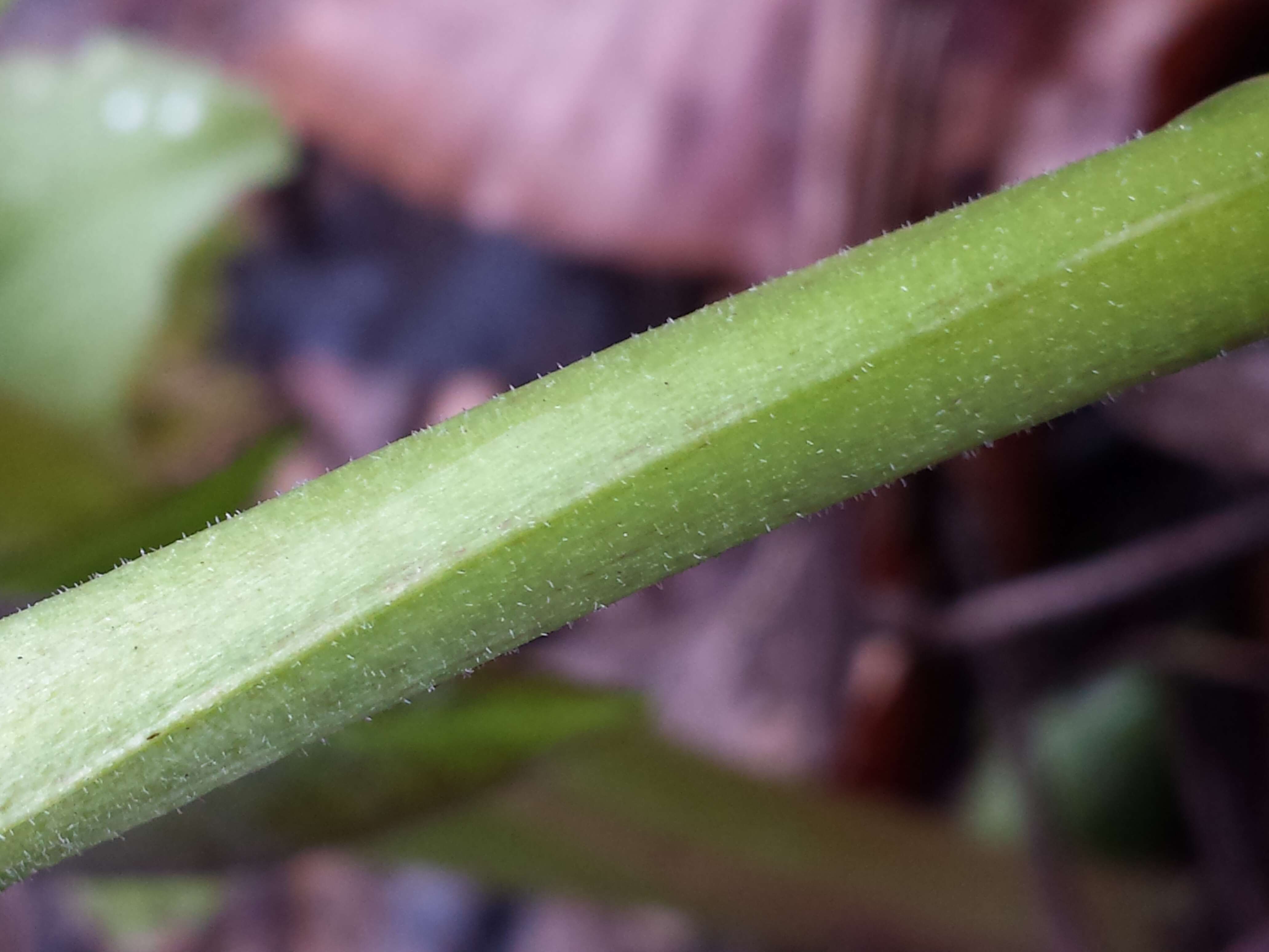 Image of Green Hellebore