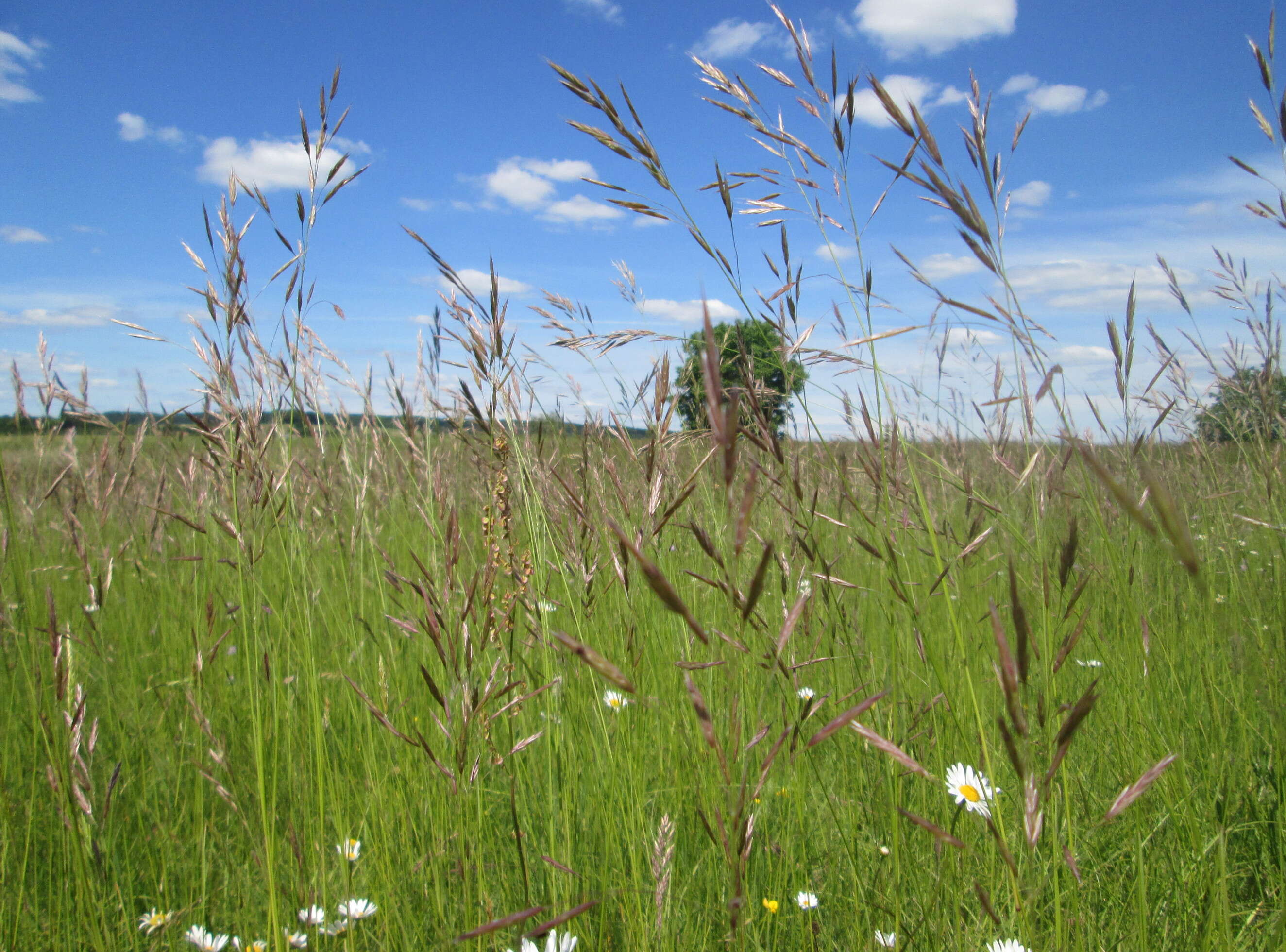 Image of erect brome