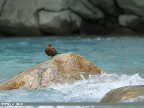 Image of Brown Dipper