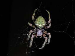 Image of Giant Lichen Orbweaver