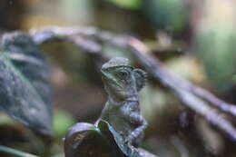 Image of chameleon forest dragon