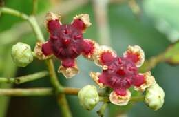 Image of Lophopetalum wightianum Arn.