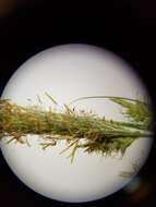 Image of southern waxy sedge