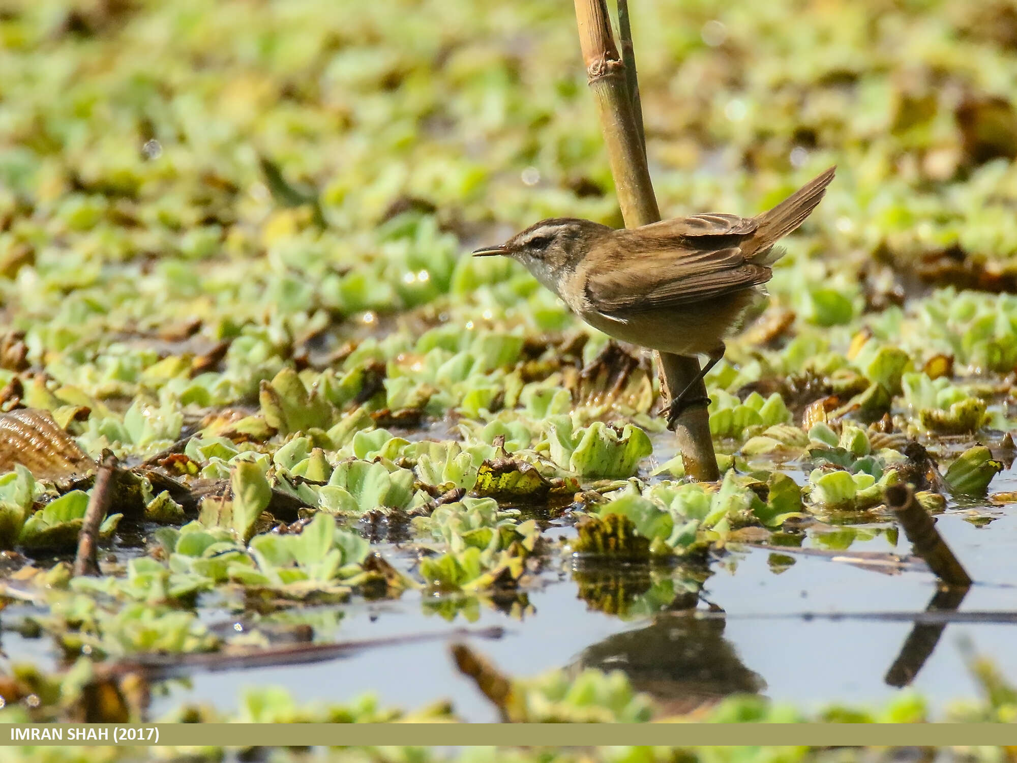 Image of Moustached Warbler