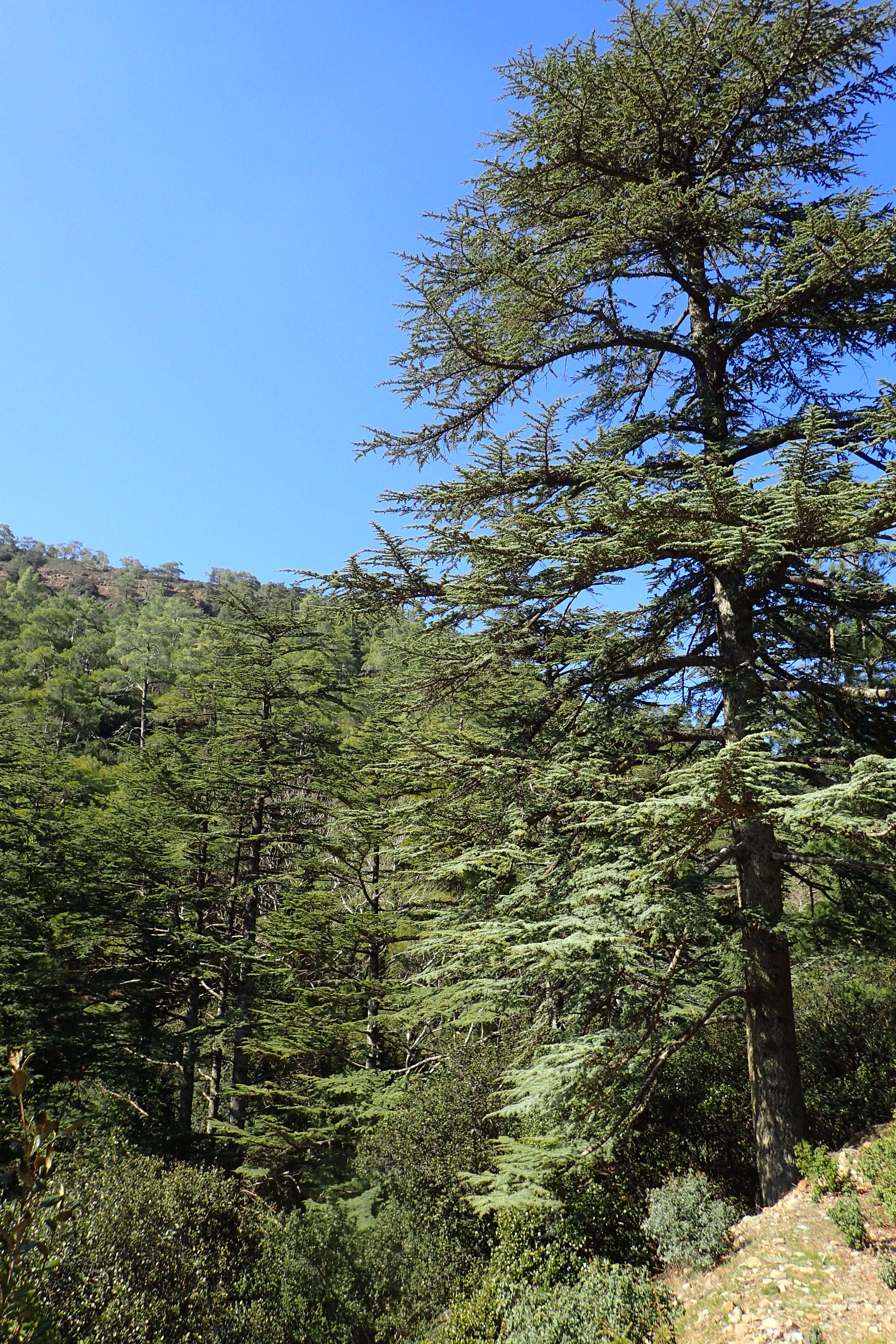 Image of Cyprus Cedar