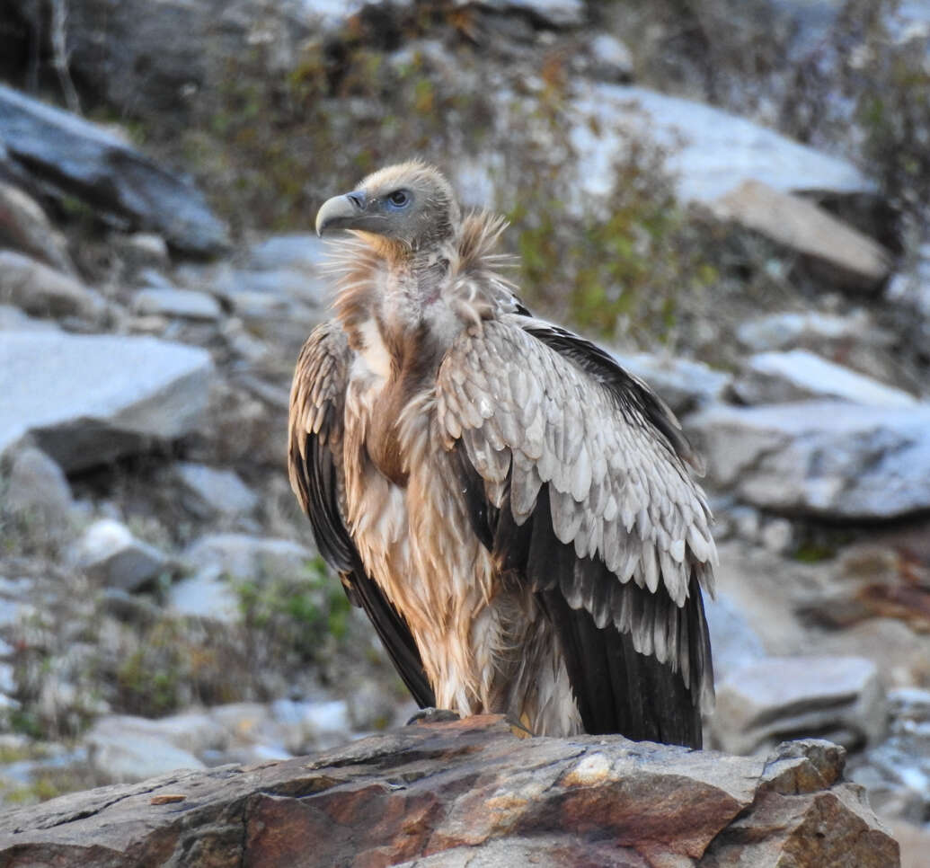 Imagem de Gyps himalayensis Hume 1869