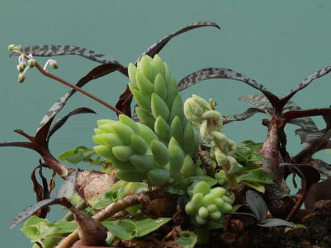 Image of Sedum morganianum Walther