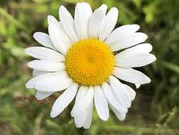 Image of Oxeye Daisy