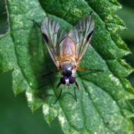 Image of Small Fleck-winged Snipe Fly