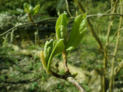 Image of Lily Tree