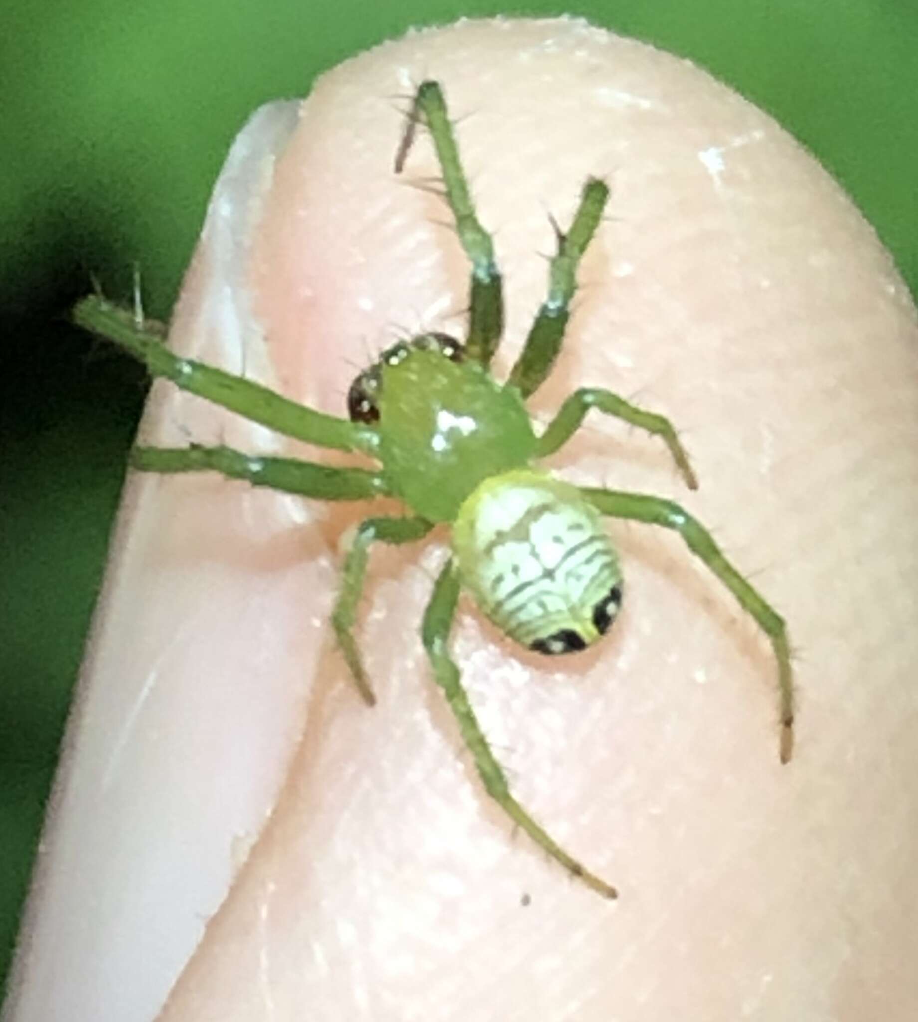 Image de Araneus praesignis (L. Koch 1872)