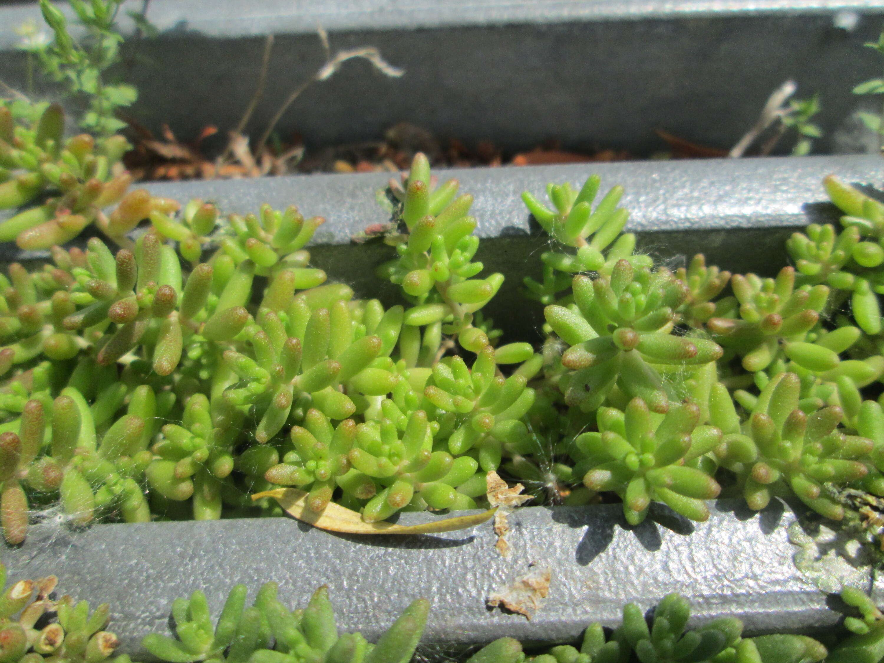 Image of White Stonecrop