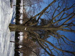 Image of Northern Red Oak