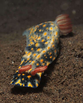 Image of Red gilled yellow spotted green slug