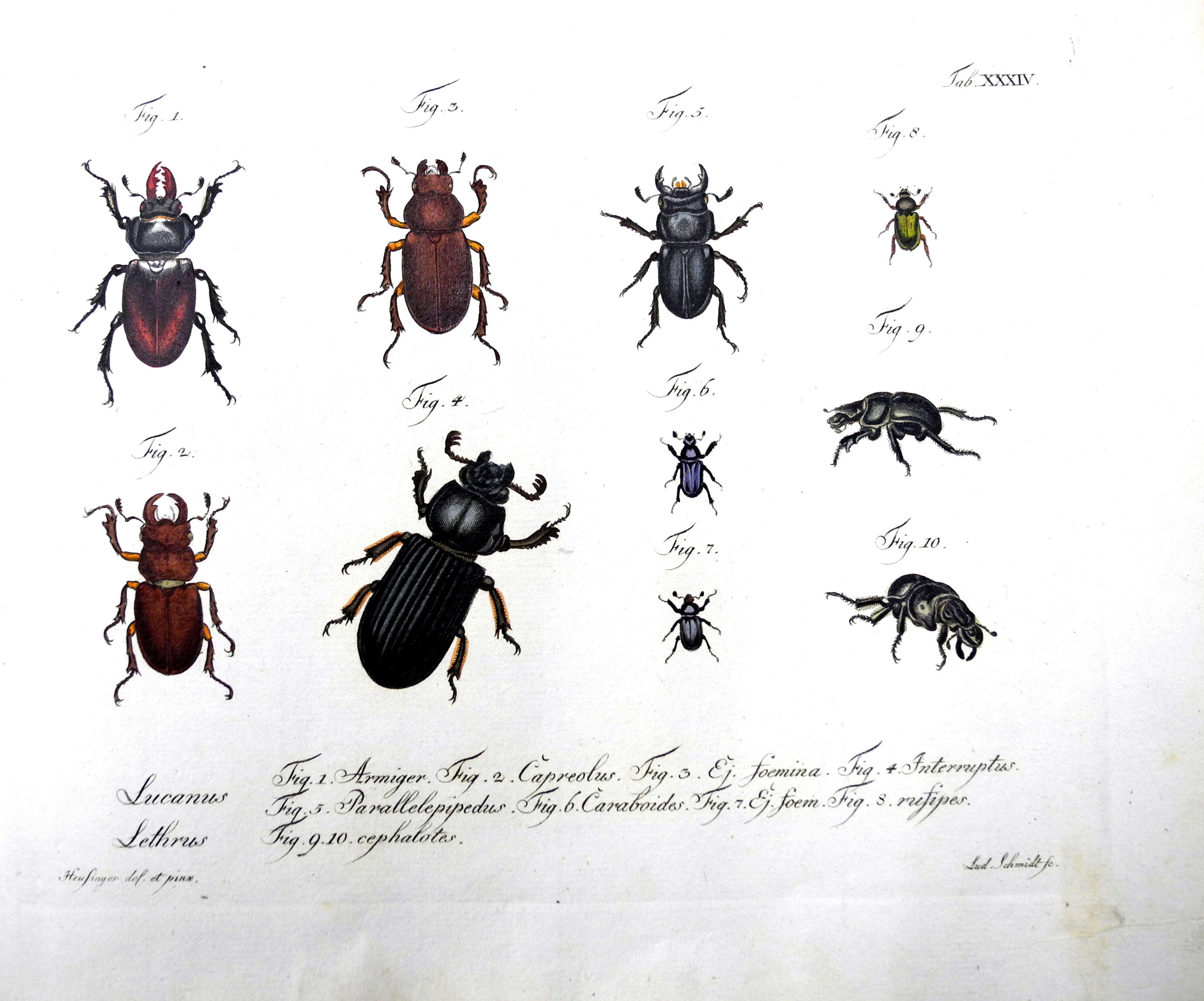 Image of stag beetles