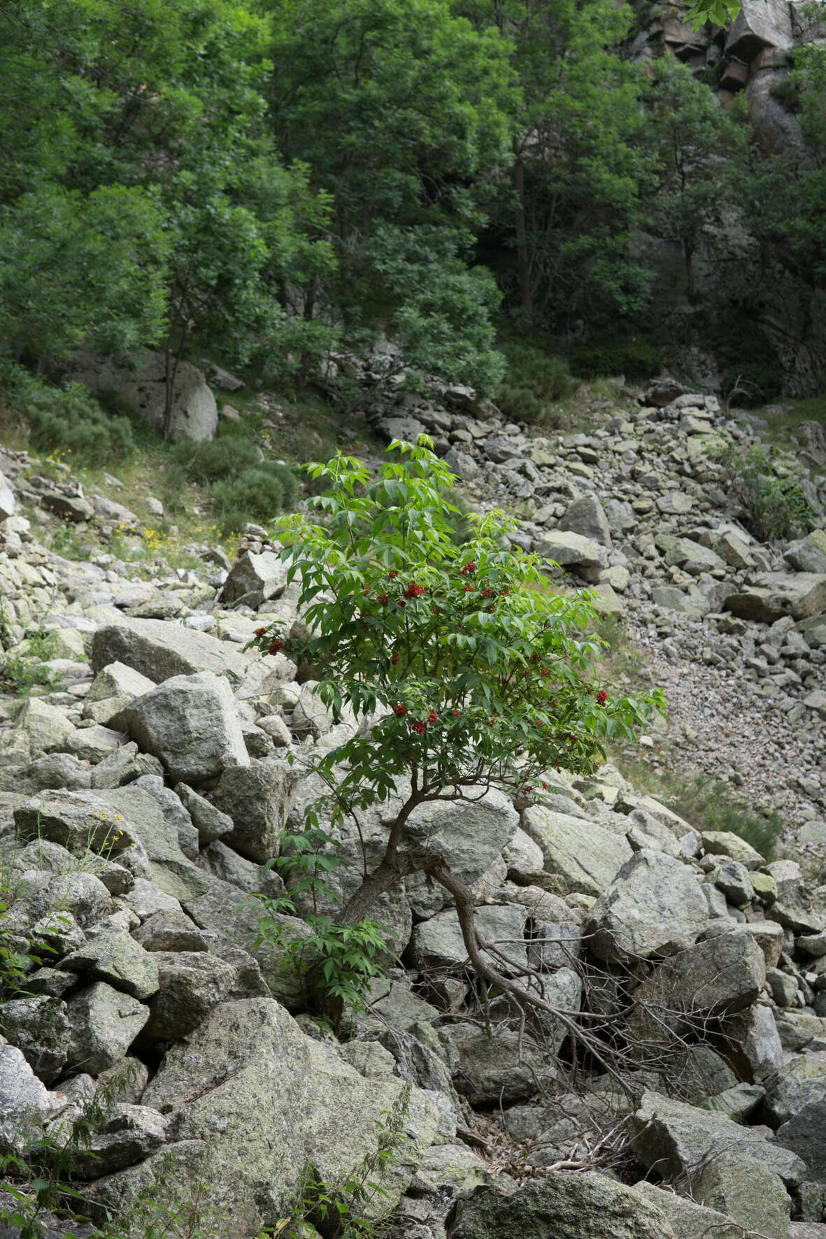 Imagem de Sambucus racemosa L.