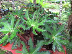 Image of starleaf begonia