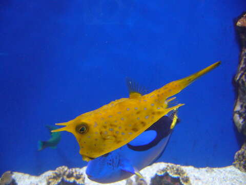 Image of Longhorn cowfish