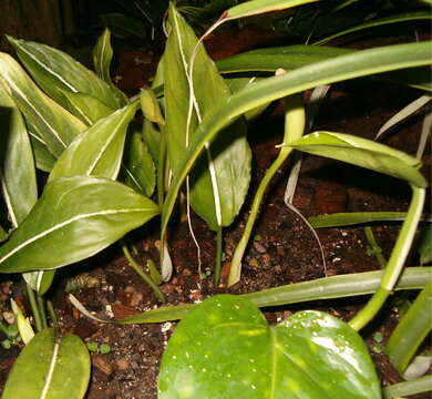 Image of Aglaonema costatum N. E. Br.