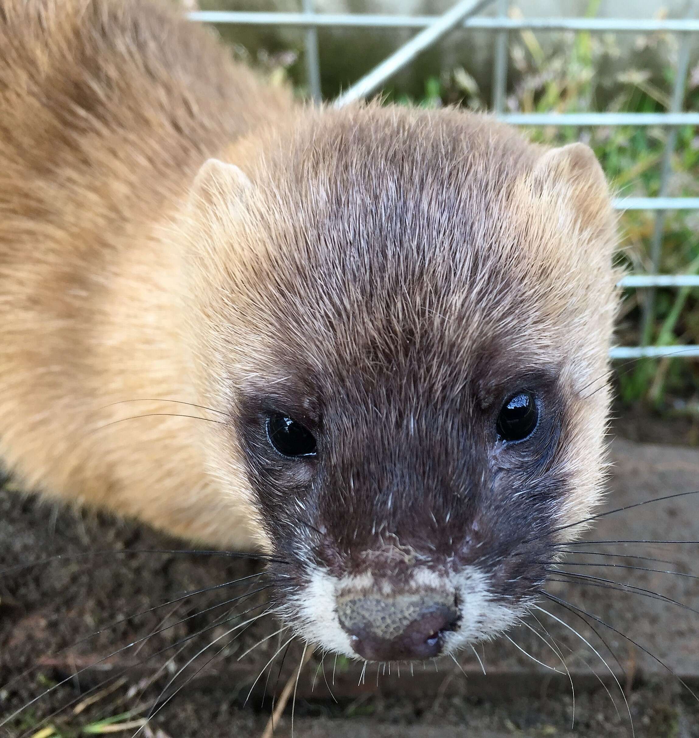 Image of Siberian Weasel