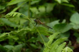 Image of Orthetrum luzonicum (Brauer 1868)