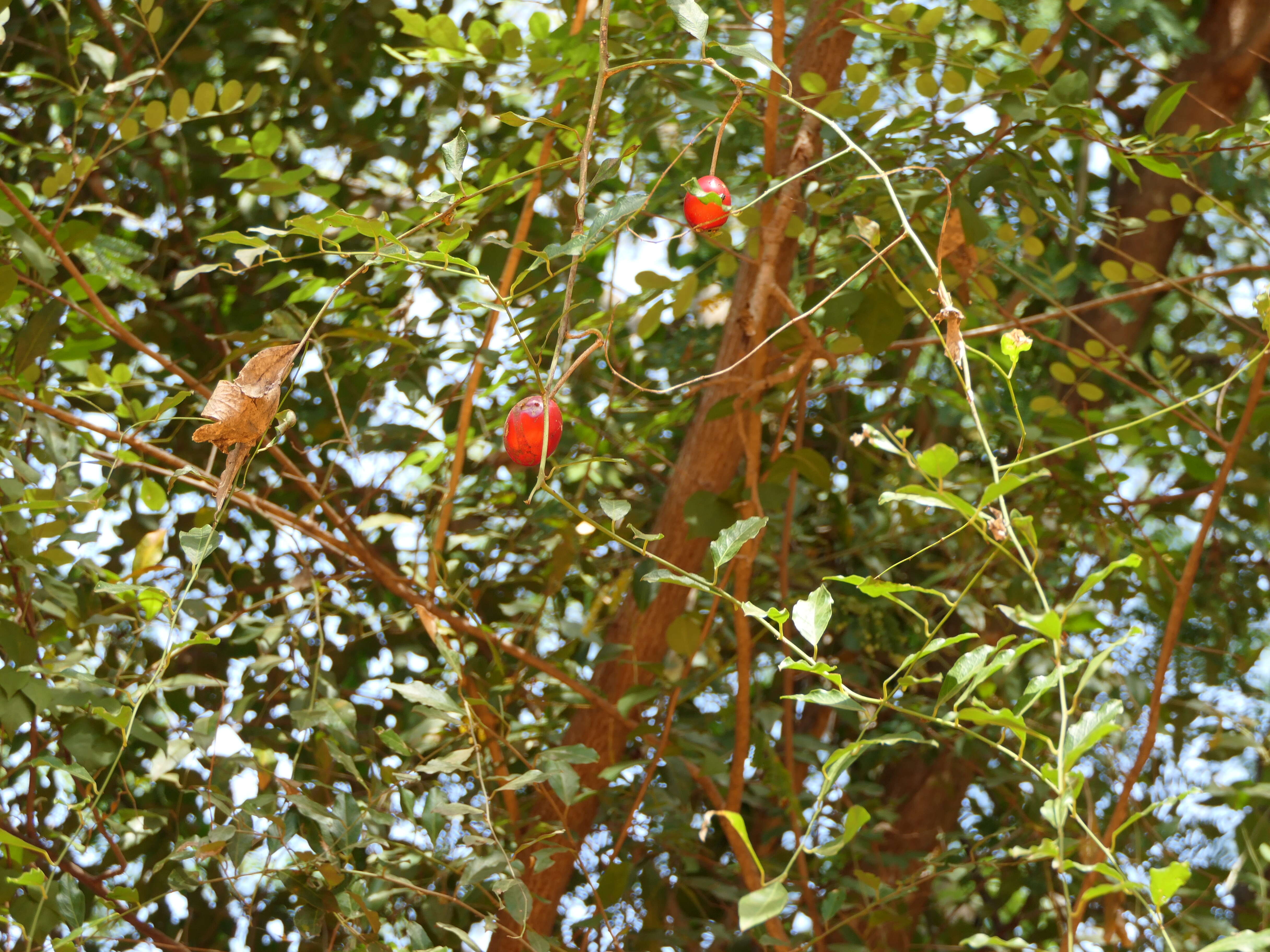 Image of Capparis zeylanica L.