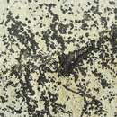 Image of lichenothelia lichen