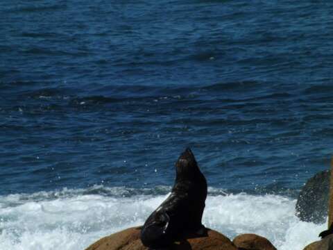 Image of South American Fur Seal