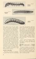 Sivun Spodoptera litura Fabricius 1775 kuva