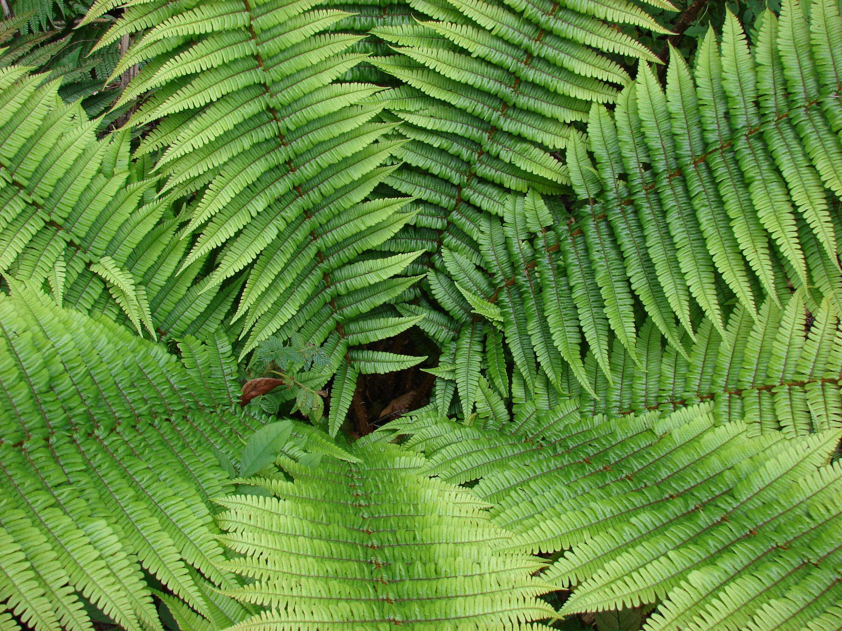 Image of alpine woodfern